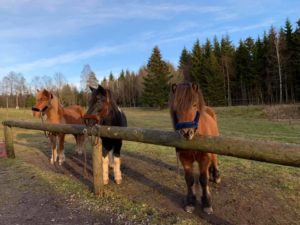 djörfung, pila och ringó får ta del av det fina vädret