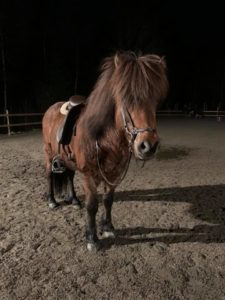 hästen ringó står och poserar i en mörk inhängnad